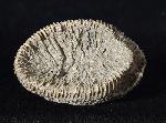 Placosmilia vidali (MALLADA 1892) - Bild © FossNet FossilienStore